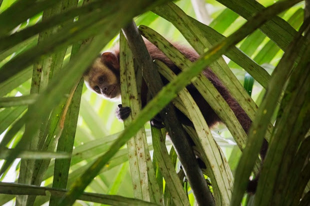 A brown capuchin monkey in the Manu national park in Peru’s southern Amazon Madre de Dios region. This 1.8m-hectare reserve is the largest national park in Peru and home to around 1,000 bird and 200 mammal species, reptiles and amphibians.