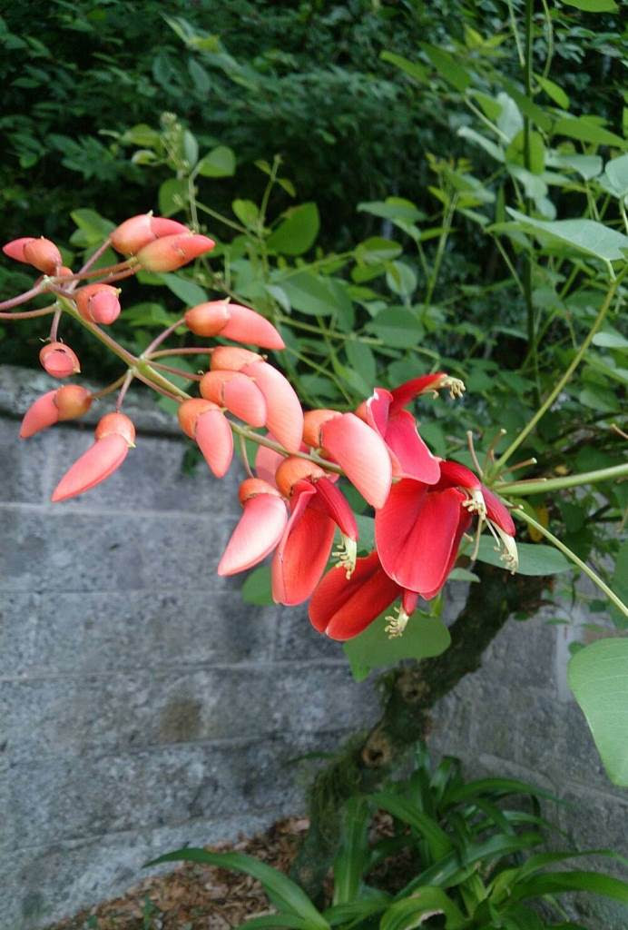 美しい花の画像 ベスト50 木 赤い 花