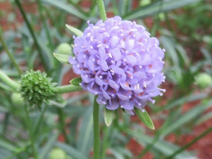 すべての美しい花の画像 最新のhd紫 花 丸い