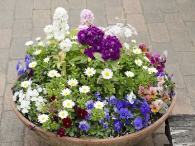 いろいろ 秋 植える 花 177596-秋 植える 花 プランター