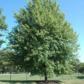Check spelling or type a new query. Autumn Fantasy Maple Acer X Freemanii Autumn Fantasy In Milwaukee Brookfield Waukesha New Berlin Pewaukee Wisconsin Wi At Minor S Garden Center