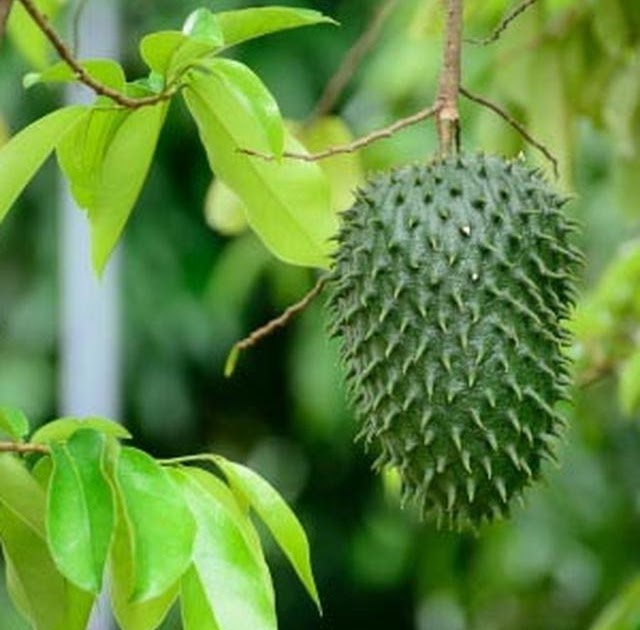 Gambar Pohon Harapan Yang Bagus Gambar Bagian Tumbuhan