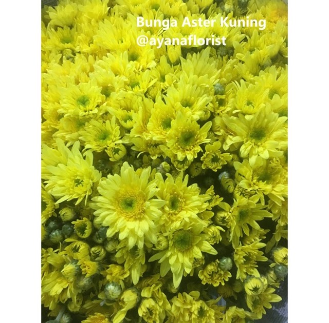 Download Gambar Bunga  Aster  Kuning 