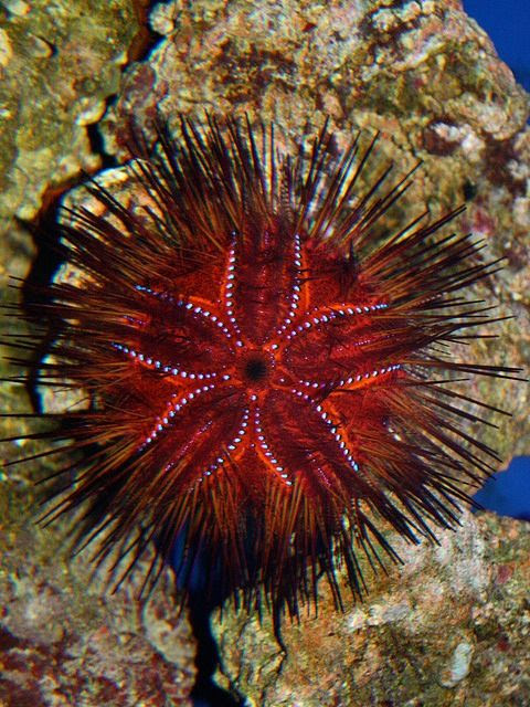 Fire Urchin