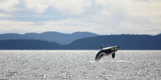 There Is a 105-Year-Old Whale Still Swimming in the Pacific