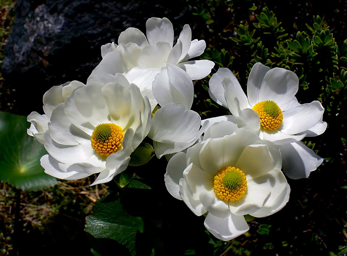 すべての美しい花の画像 エレガント白い 花