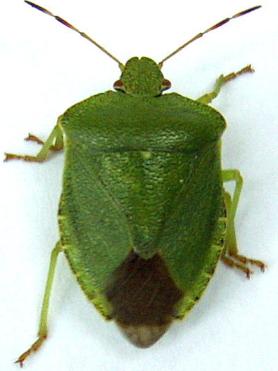 What do bed bug casings look like? Green Shield Bugs Grosse Is A Geek