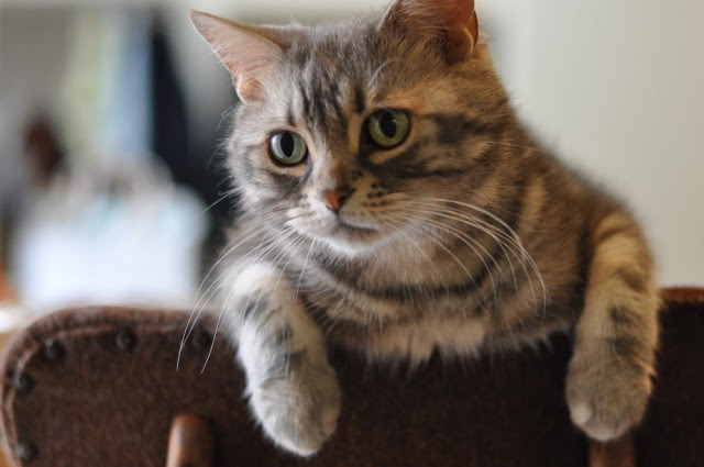 子供向けぬりえ 75 もふもふ 猫 画像 かわいい 無料