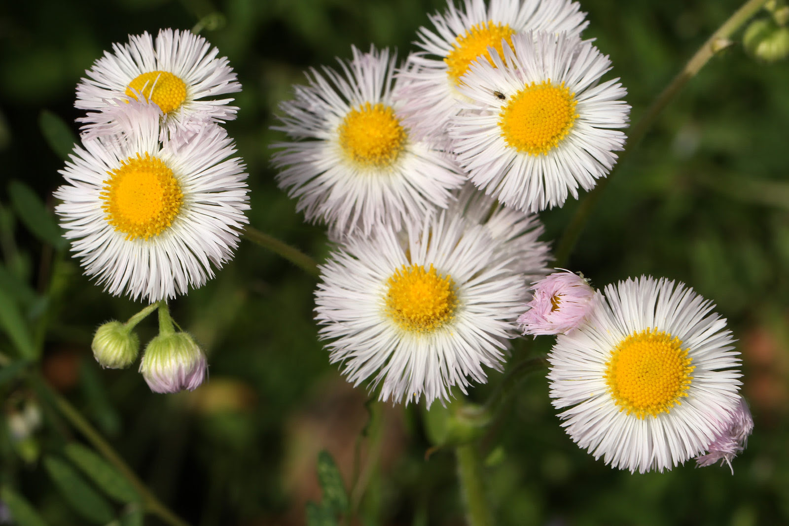 驚くばかりハルジオン 花 最高の花の画像