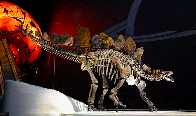 The skeleton of a Stegosaurus in Museum's Earth Hall