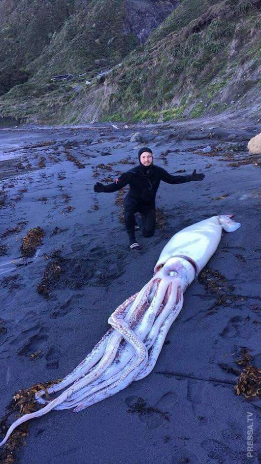 Гигантский кальмар найден на пляже в В Новой Зеландии . Чёрт побери