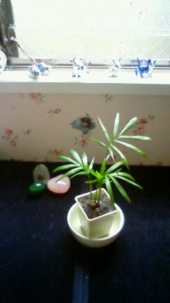 美しい花の画像 ユニークテーブル ヤシ 花 言葉