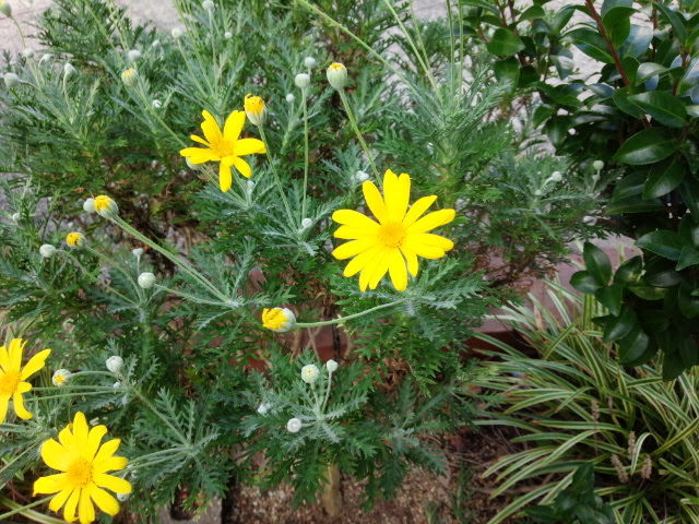 すべての美しい花の画像 ベスト50 黄色い 花 種類