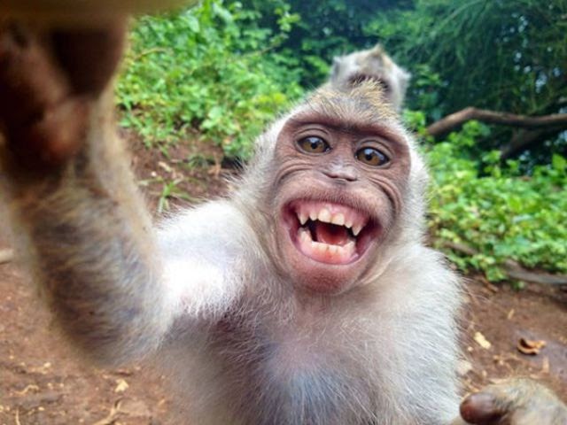 Download Gambar Monyet Senyum Koleksi Gambar HD