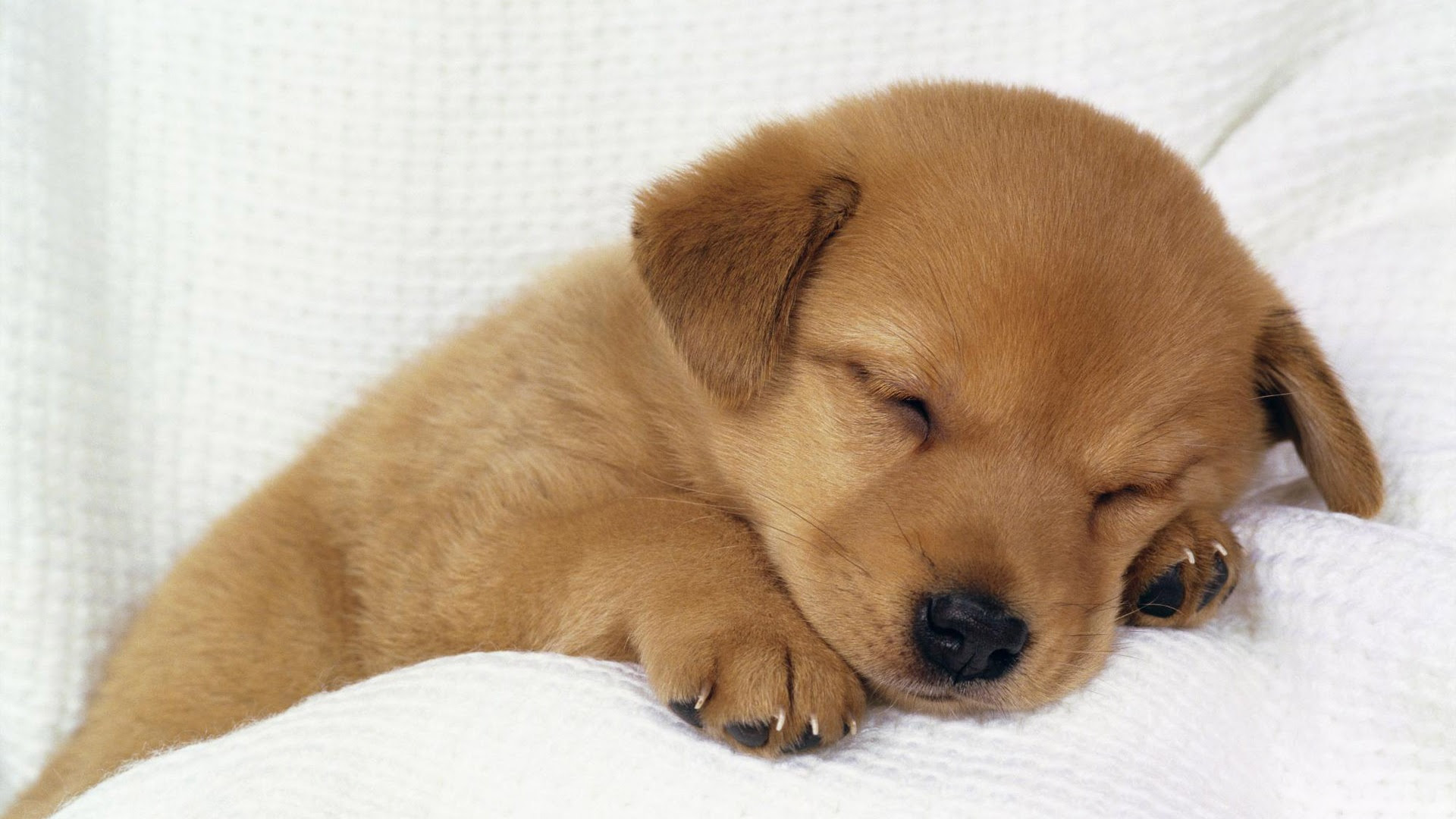 すべての美しい花の画像 ベスト50 Pc 壁紙 犬