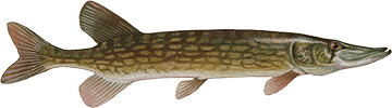 Chain pickerel