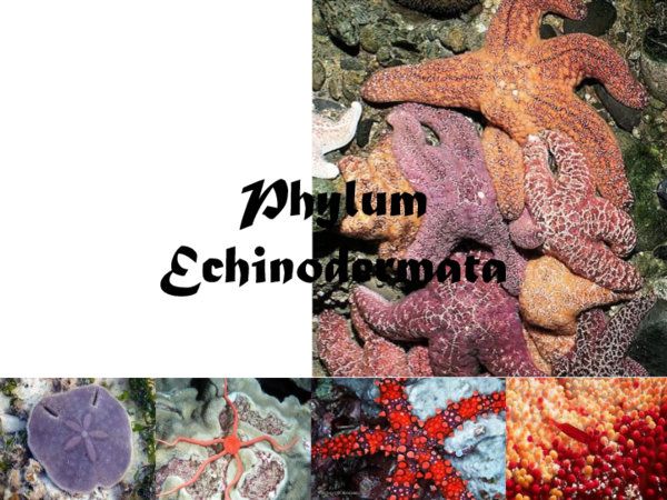 Mengapa Echinodermata  Disebut Sebagai Hewan  Pembersih 