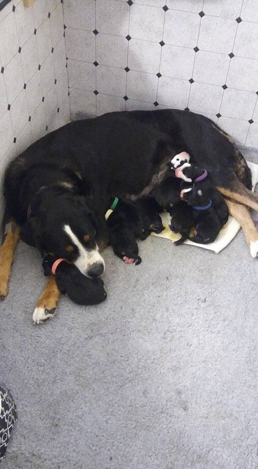 S'rendi greater swiss mountain dogs, conroe, texas. Planned S Rendi Greater Swiss Mountain Dogs