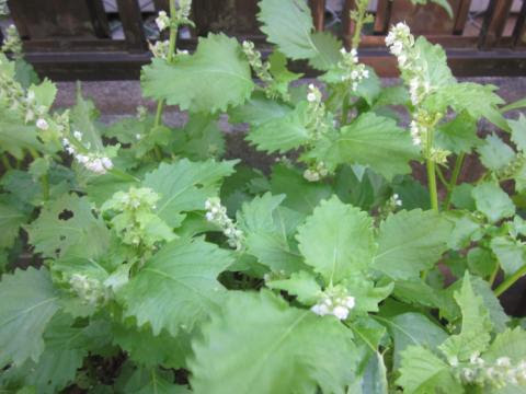 印刷 しそ 花芽 シソ 花芽分化