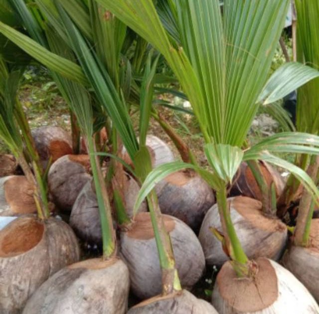  Benih Kelapa  Tacunan Terengganu BENIH  TOKO