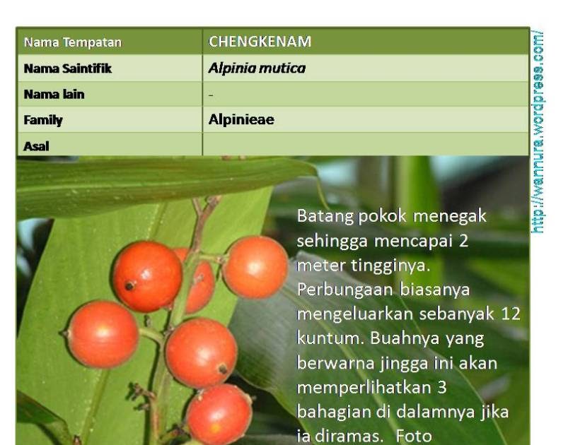 Ubat Batu Karang Herba Cina - Jurupulih 1