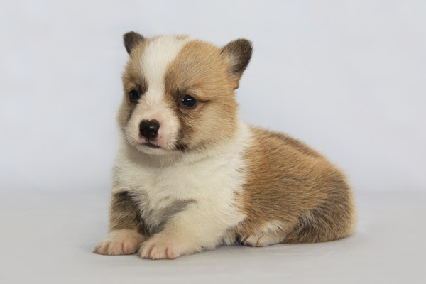 無料印刷可能可愛い コーギー 子犬 最高の動物画像