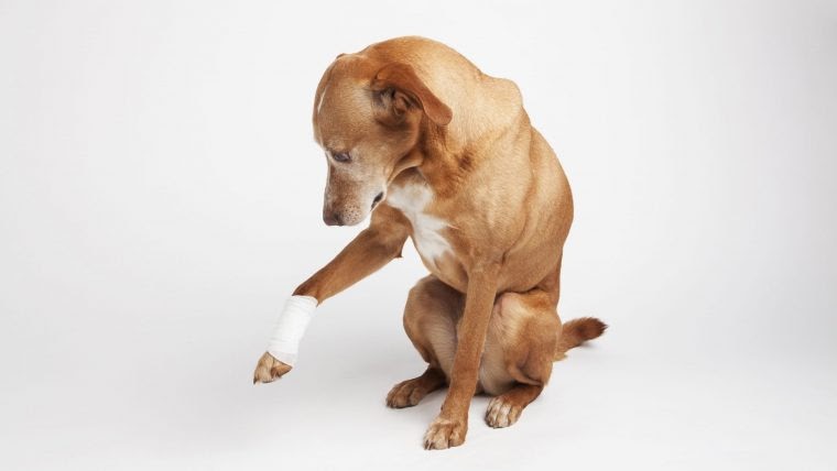 犬 後ろ足 引きずる 痛 がら ない