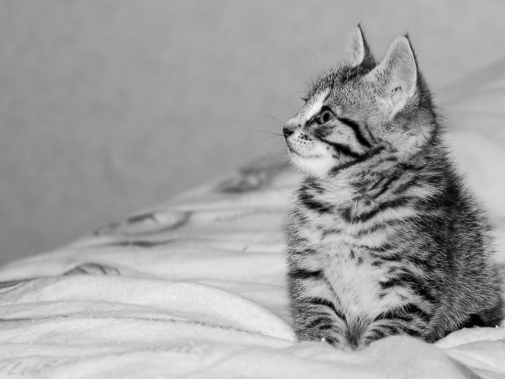 トップ100癒し 猫 壁紙 フリー すべての美しい花の画像
