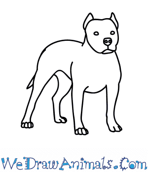 35+ Latest Pitbull Dog Drawing Easy Step By Step | Inter Venus