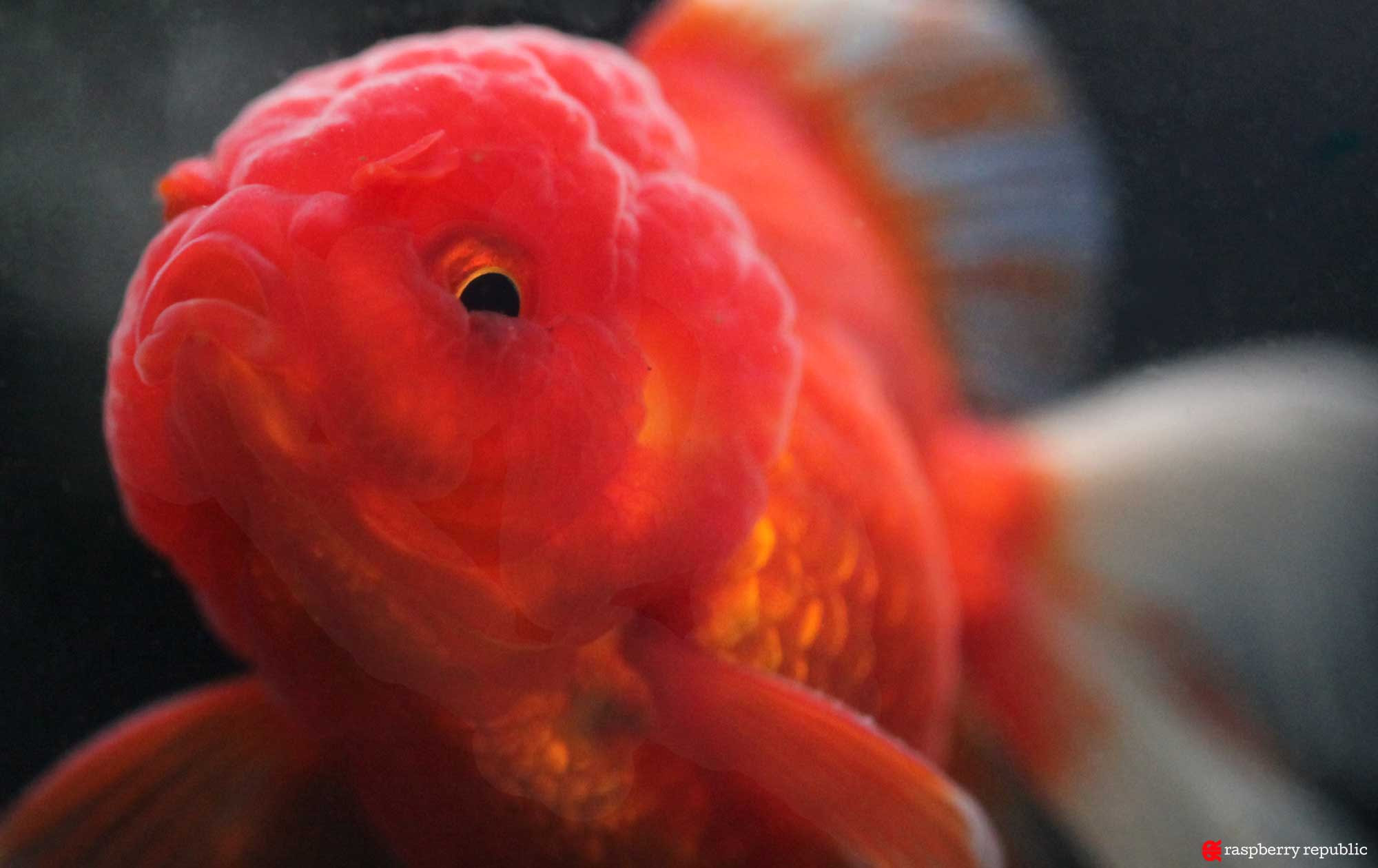 最高かつ最も包括的な金魚 な つく すべての魚の画像