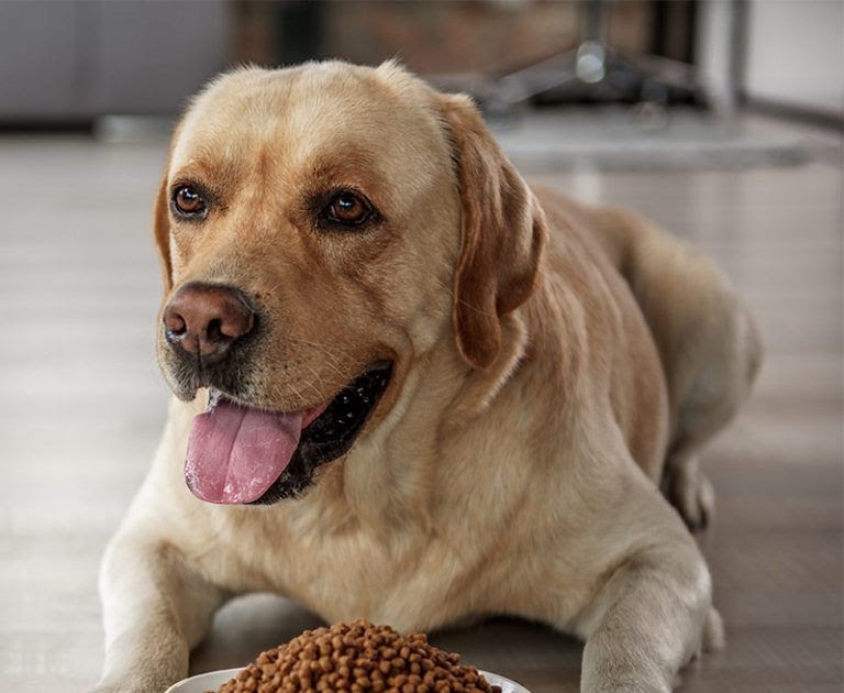 Homemade Dog Food Recipes For Skin Allergies - cipesre