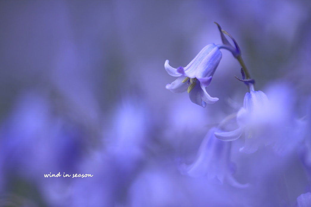 ブルー ベル 花 通販 Allis