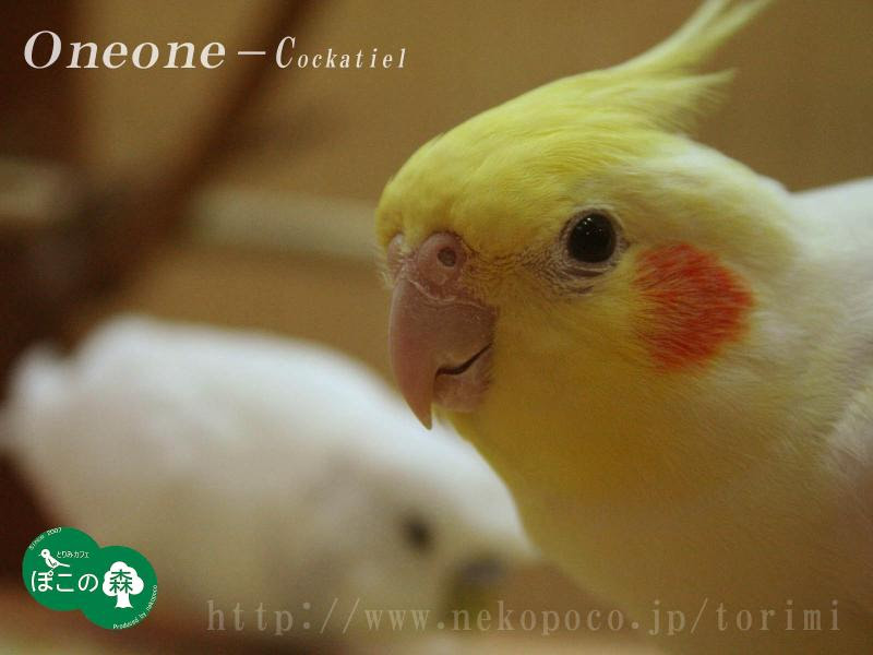 上オカメインコ 壁紙 最高の壁紙コレクション