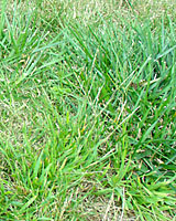 Scotts associate joe shows you how to identify undesirable tall fescue grass in your lawn and how it differs from crabgrass. Identifying And Controlling Crabgrass In Your Lawn Terry L Ettinger Horticulture Consulting Services