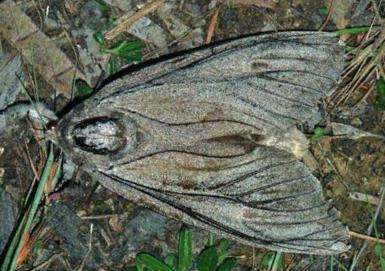 Original comb original publication details: Endoxyla Cinereus