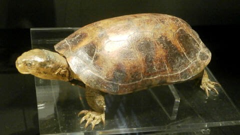 選択した画像 イシガメ 繁殖方法 イシガメ 繁殖方法