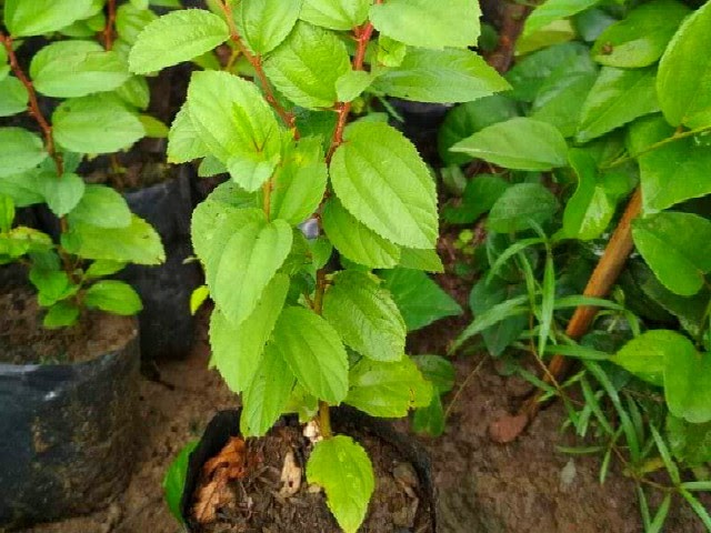 Cara Tanam Pokok Bidara - Cara pemeliharaan pada pohon bidara terbilang cukup mudah