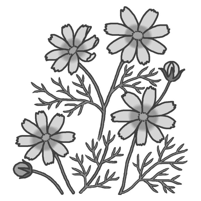 最も選択された 11月 花 イラスト 白黒 最高の画像壁紙日本aad