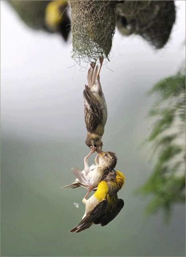 Baby saved after falling from nest.  How did someone catch this moment?