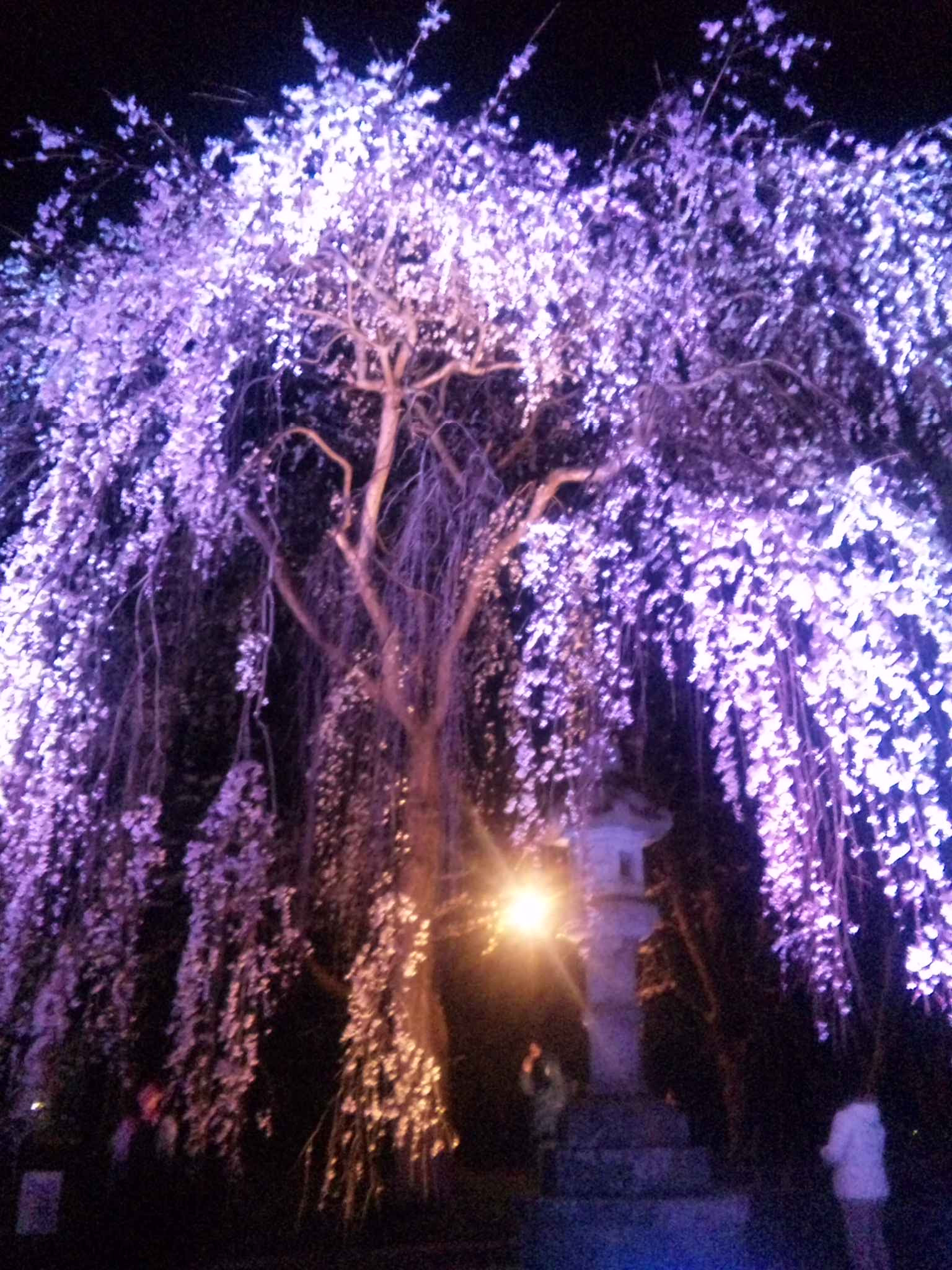 かっこいい 夜 しだれ 桜 イラスト 2684 Josspicturecqsxh