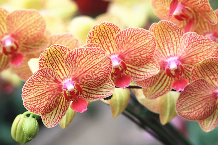 love orchid flower: March 11