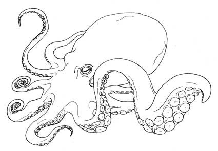 美しい花の画像 無料印刷可能タコ イラスト 手書き