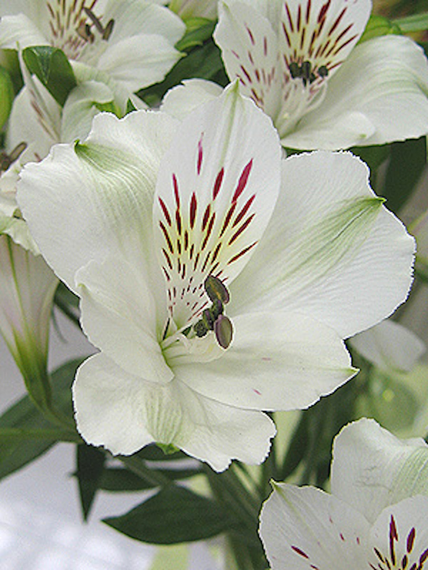 これまでで最高のアルストロメリア 白 最高の花の画像
