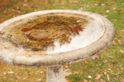 Also, tips for how to winterize your bird baths. How To Seal A Concrete Birdbath