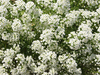 最高のコレクション 白い 小花 948874-切り花 白い 小花