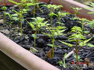 すべてのカタログ おしゃれな 山椒 植え 替え