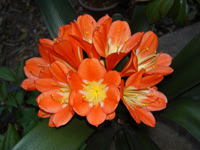 上春の 花 オレンジ 美しい花の画像
