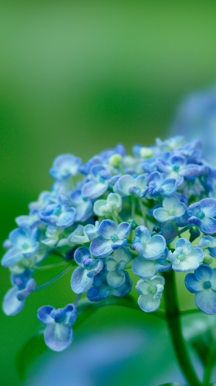 75 Iphone6 紫陽花 壁紙 最高の花の画像