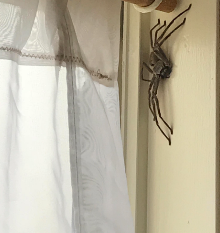 You should be more worried about red backs that made it to japan, as they can actually kill you (as linked by another poster). What Is A Huntsman Spider And Is It Dangerous