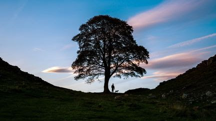 Larmes et colère au Royaume-Uni après l'abattage de Sycamore Gap, un arbre rendu célèbre par le film 'Robin des Bois'